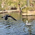 Seevogel und Pelikan