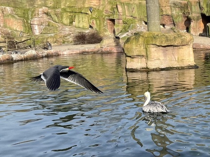 Seevogel und Pelikan