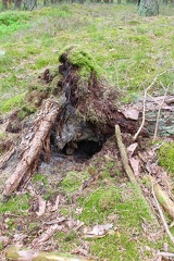 Baumstumpf mit Höhle