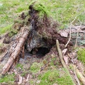 Baumstumpf mit Höhle