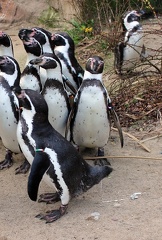 Pinguine vor der Fütterung