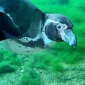 Pinguin neugierig
