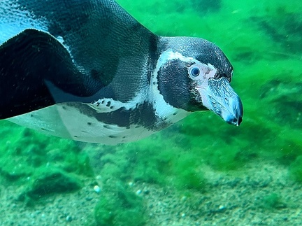 Pinguin neugierig