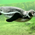 Pinguin am tauchen