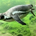 Pinguin taucht