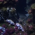 Aquarium Ozeaneum