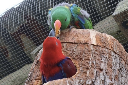 Papagei füttert Weibchen im Nest