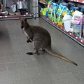 Känguru im Tiergeschäft