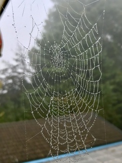 Spinnennetz mit Morgentau bedeckt