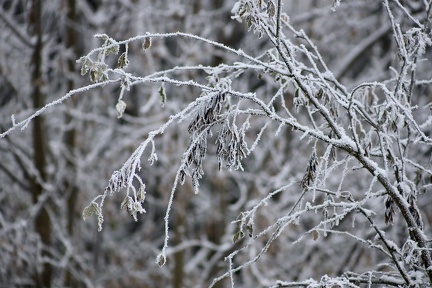Frostige Zweige