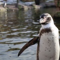 Pinguin Vogelpark Marlow
